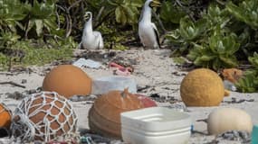 Deux fous masqués à côté de déchets sur une plage de l'Île Henderson, dans le Pacifique. 