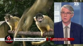 Les GG veulent savoir: Comment expliquer l'extinction de masse d'animaux ? - 11/07