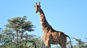 Une girafe mâle dans la réserve privée de Ol-Pejeta, dans le plateau de Laikipia, au Kenya, le 28 mai 2019