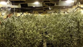Des plans de cannabis découverts à Morette (Isère), lundi 3 juillet