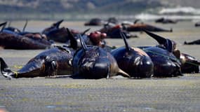 Des baleines-pilotes échouées sur une plage de Nouvelle-Zélande, le 17 février 2015.