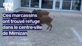 Des marcassins ont trouvé refuge dans le centre-ville de Mimizan après la mort de leur mère