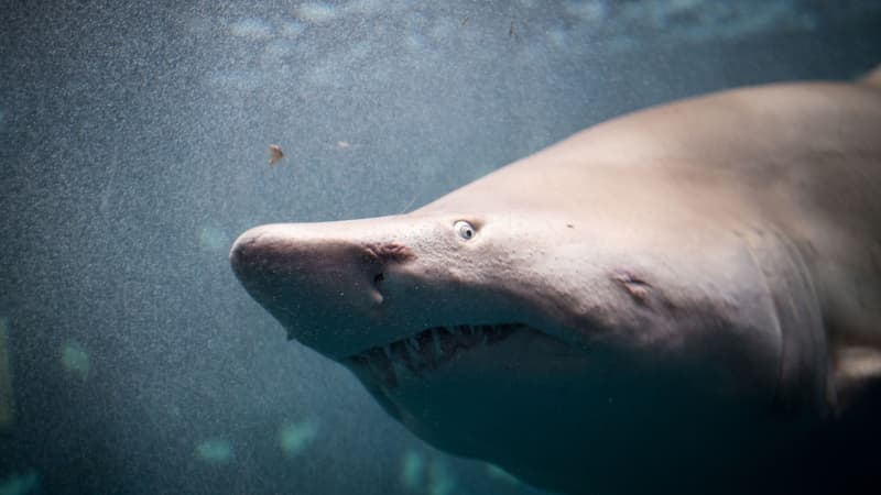 Un requin tigre à l'aquarium de Saint-Malo, le 21 février 2020. (Photo d'illustration