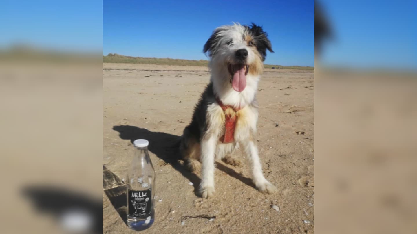 Un chien disparu depuis 17 jours retrouve sa propriétaire