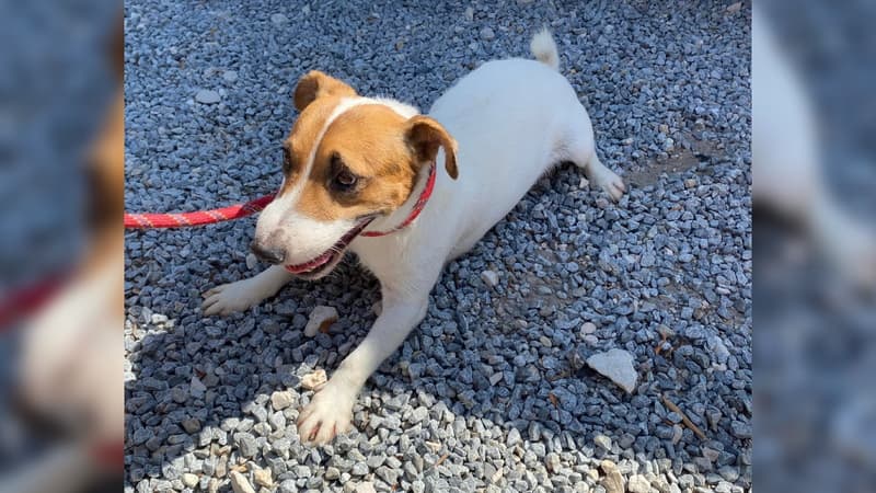 Six chiens ont été enfermés dans une maison à Marseille et découverts ce jeudi 1er septembre.