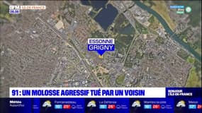 Essonne: un chien hors de contrôle et agressif tué après avoir blessé quatre personnes
