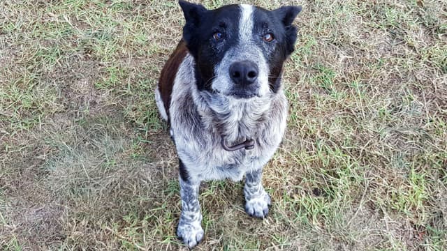 Max, honoré par la police australienne après avoir protégé une fillette de 3 ans qui s'était échappée de sa maison