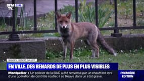 Les renards de plus en plus visibles en ville