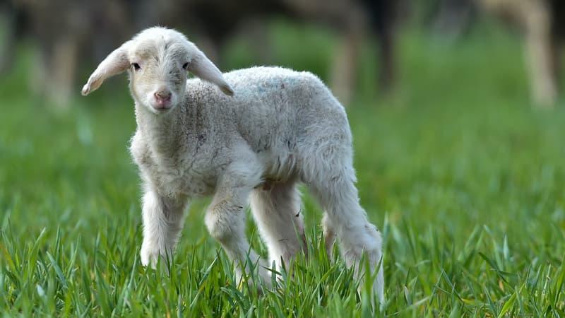 États-Unis: un éleveur texan contracte l'anthrax après avoir mangé un agneau