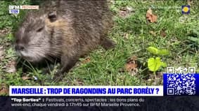 Marseille: le parc Borély est-il envahi par les ragondins? 