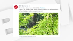Un chevreuil a été aperçu dans un parc résidentiel à Roubaix.