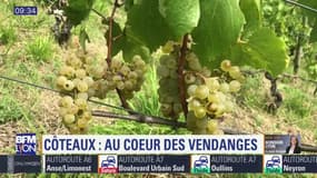 Début des vendanges dans les coteaux du Lyonnais: un millésime prometteur mais des quantités en baisse