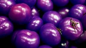 Des tomates violettes. Photo d'illustration