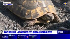Lille: les quatre tortues et l'oiseau volés au zoo ont été retrouvés, deux personnes interpellées