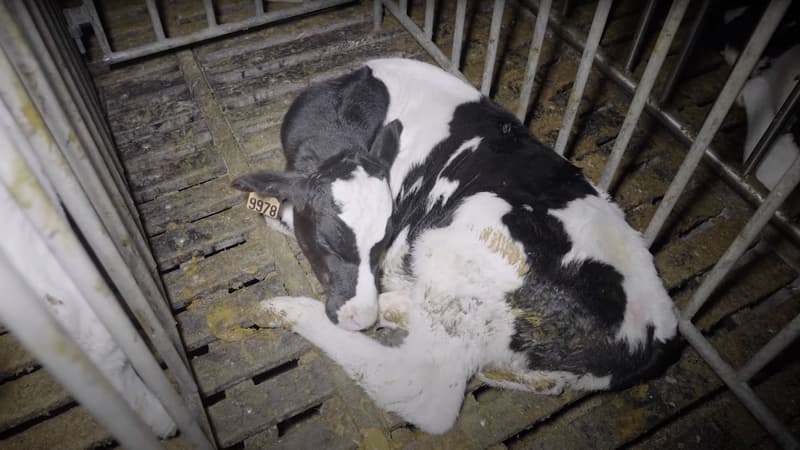 Maltraitance animale: L214 dévoile des images de violences commises sur des veaux laitiers