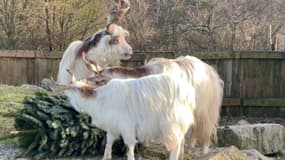 Le zoo d'Écouves (Orne) recycle les sapins de Noël pour les donner aux animaux.