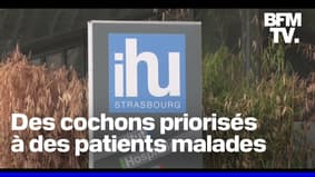Des cochons priorisés face à des patients gravement malades à l'IHU de Strasbourg
