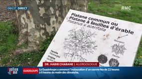 " Je suis déjà bien embêtée": pourquoi cette année, les allergies aux pollens sont en avance?