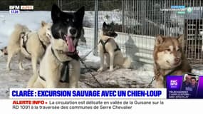 Clarée: excursion sauvage sur la trace des loups