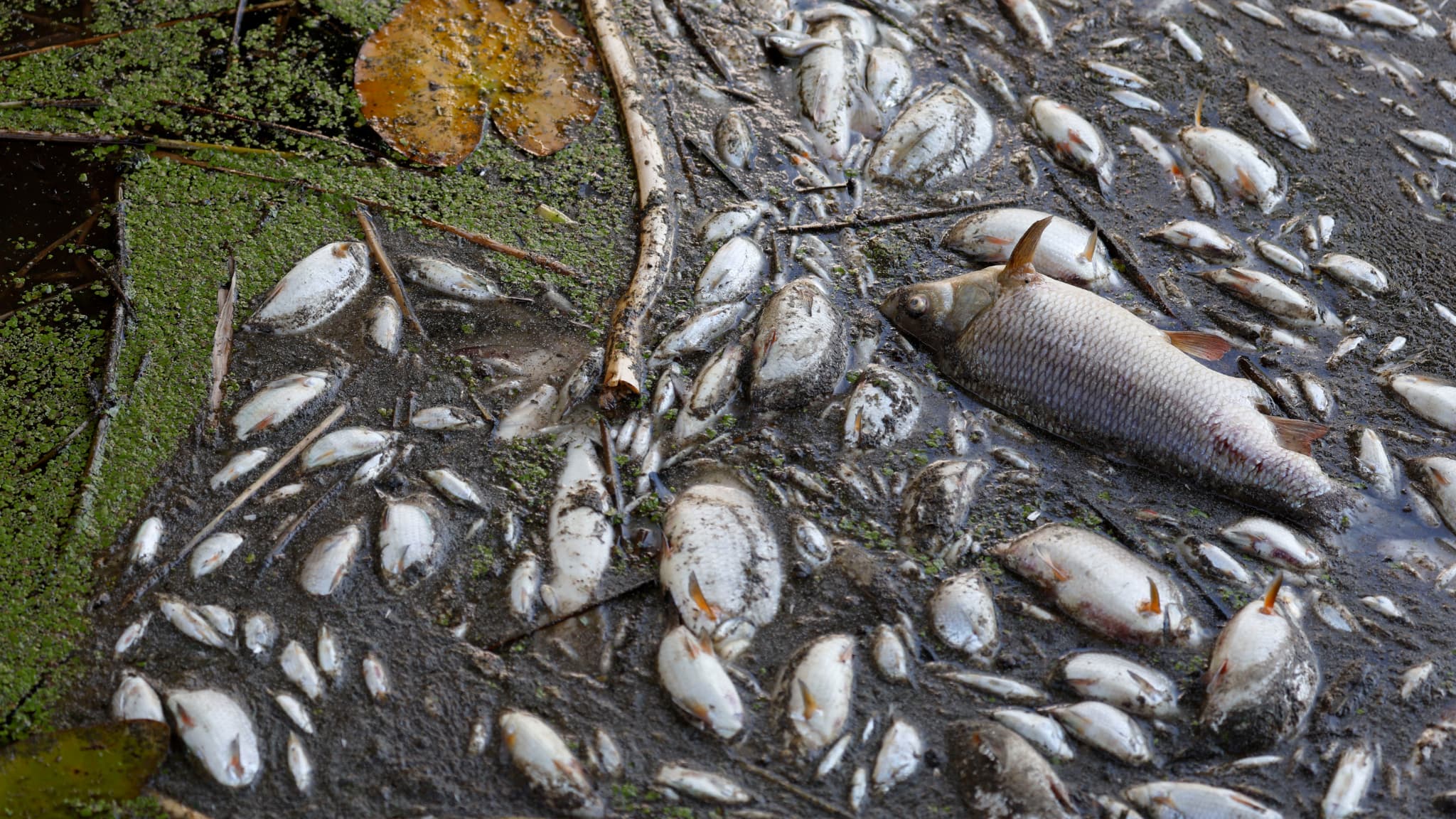 Tysiące martwych ryb między Polską a Niemcami wprawiło naukowców w zdumienie
