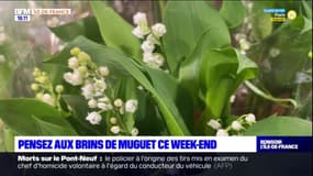 Île-de-France: les fleuristes se préparent pour le muguet du 1er mai
