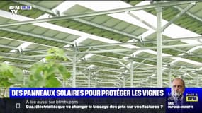 Des panneaux solaires pour protéger les vignes des aléas climatiques