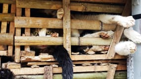Des milliers de chats entassés dans des caisses ont été retrouvés à l'arrière d'un camion, mardi 27 janvier, par les autorités vietnamiennes.