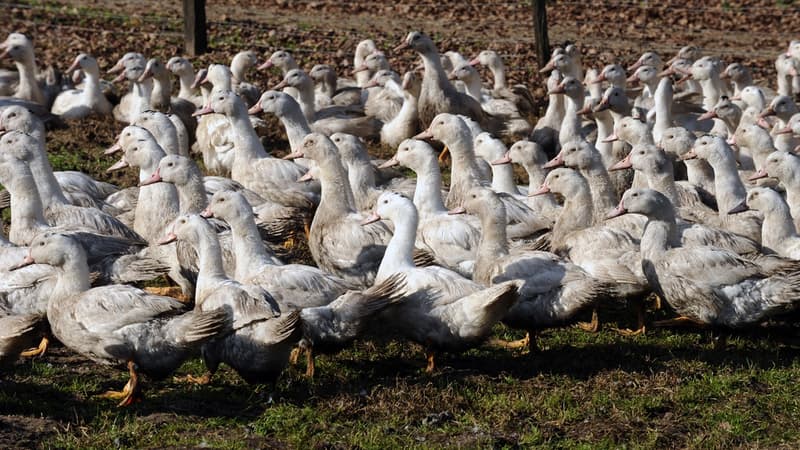 Le grippe aviaire coûte 120 millions d'euros à la filière foie gras. 