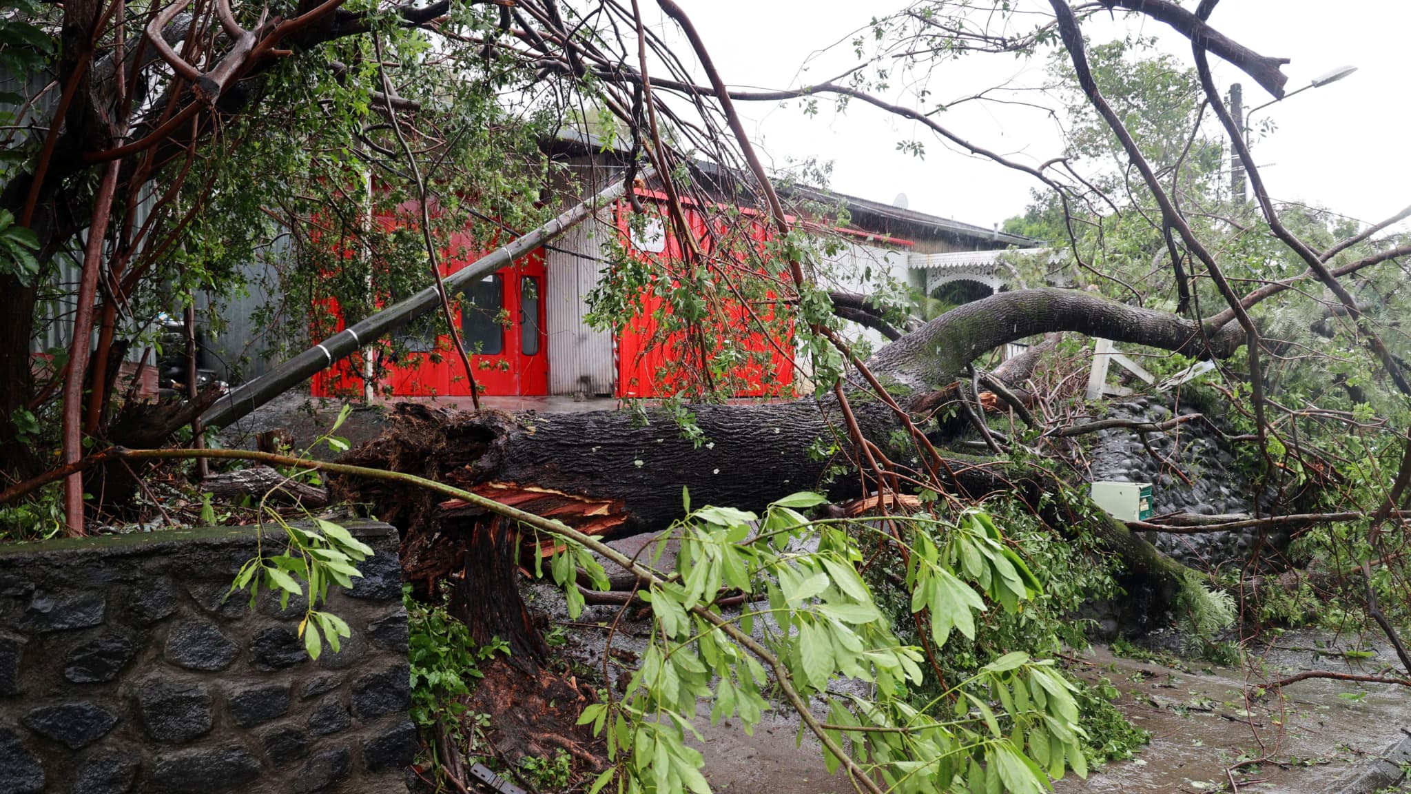 Un arbre déraciné à Saint-Denis de La Réunion lors du passage du cyclone Batsirai Un arbre déraciné à Saint-Denis de La Réunion lors du passage du cyclone Batsirai