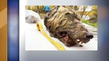 La tête de loup découverte en Sibérie.
