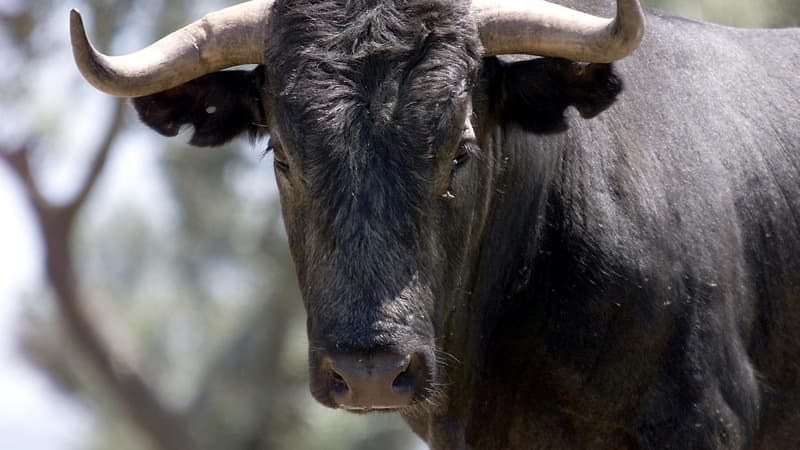 Valence: un mort et un blessé après un lâché de taureaux