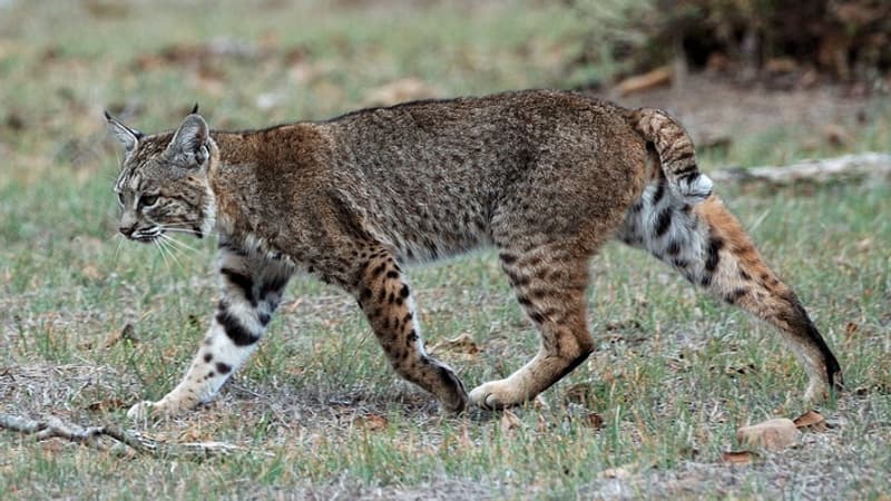 Ils tentent de retrouver la trace du lynx aperçu dans les Monts du Lyonnais