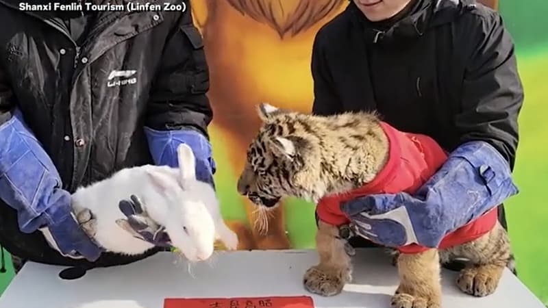 Chine: le passage de l'année du tigre à celle du lapin a pris une mauvaise tournure dans ce zoo