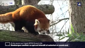 Le zoo de Lille accueille un jeune panda roux mâle
