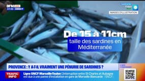 Provence : Y a-t-il vraiment une pénurie de sardines ? 