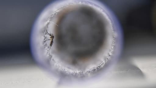 Le moustique Aedes aegypti qui transmet le virus Zika, le 29 août 2017