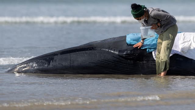 Une baleine échouée sur une plage de Ploéven 