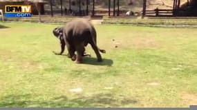 Quand un éléphant vient secourir son maître 