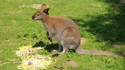 Wallaby de Benett ou dit encore à cou rouge.