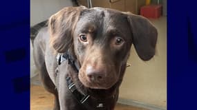 Coco, un chien accueilli par un refuge britannique après la mort de son propriétaire