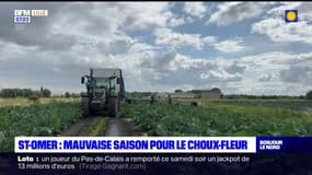 Saint-Omer: une mauvaise saison pour le chou-fleur