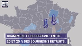 Quelles sont les régions touchées par le gel ? 