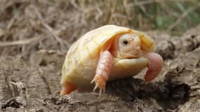 La tortue albinos
