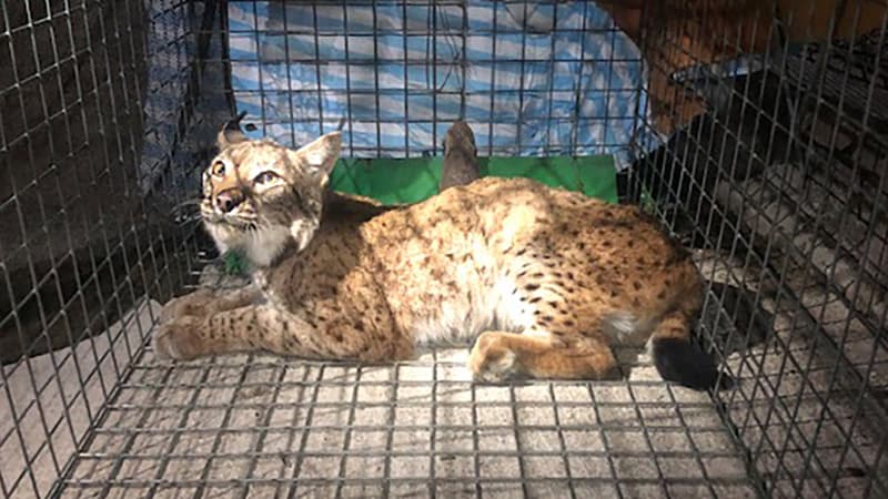 Un lynx secouru après avoir été blessé par balle aux Hauts de Bienne, dans le Jura, le 25 février 2023 (illustration)