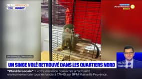 Marseille: un singe écureuil qui avait été dérobé dans le Var retrouvé dans les quartiers Nord 