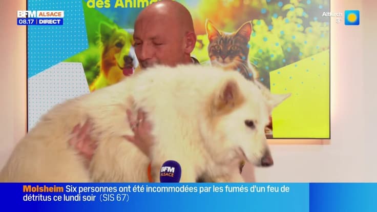 Le Café des Animaux: les aliments à éviter pour nos compagnons