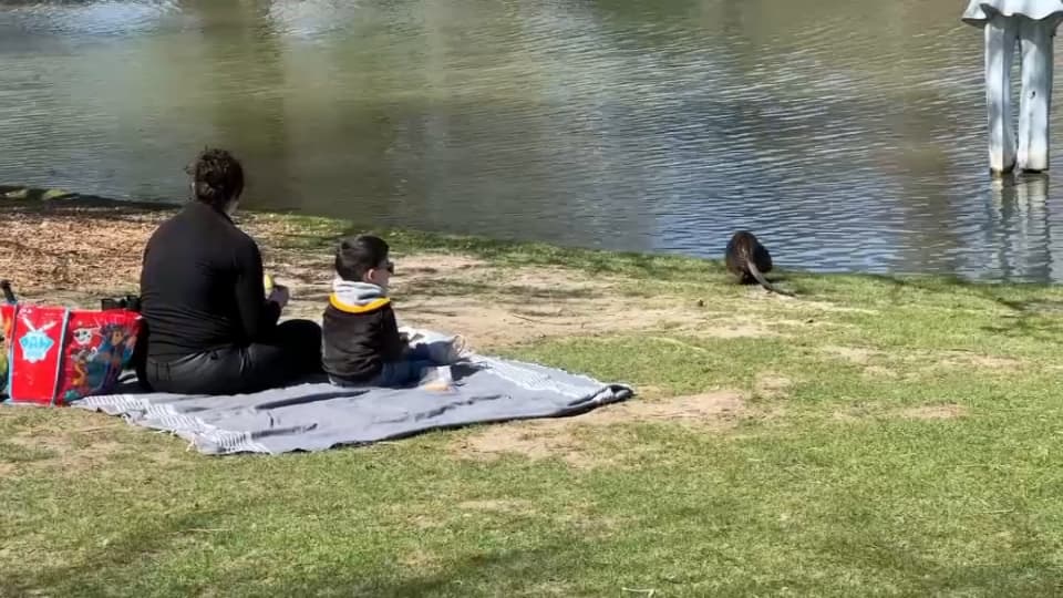 Le parc Borély de Marseille confronté à la prolifération des ragondins, en mars 2023.