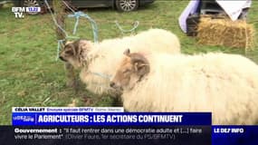 "Bétail contre bagnoles": la mobilisation des agriculteurs se poursuit à Reims