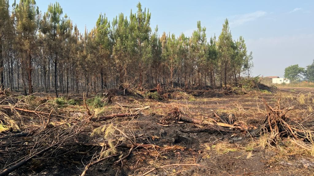 Des hectares de pinède brûlés entre les communes de Saint-Magne et Belin-Beliet Des hectares de pinède brûlés entre les communes de Saint-Magne et Belin-Beliet