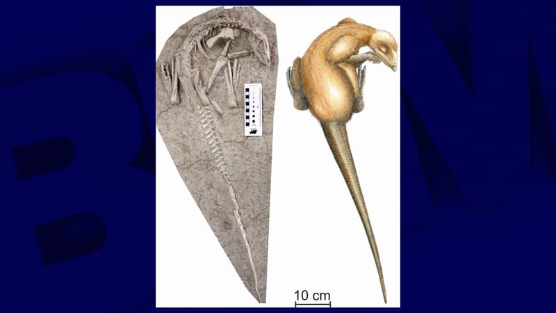 A gauche : l'un des deux squelettes retrouvé. A droite : un dessin de ce à quoi devait ressembler le "Changmiania liaoningensis".